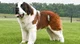 St Bernard dog