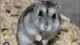 Hamster-Grey