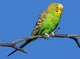 budgerigar