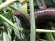 Giant Gippsland Worm