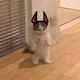 a devil cat