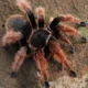 Tarantula