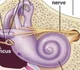 Cochlea or ear snail