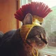 spartan cat