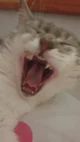 Nugget