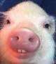 Teef The Pig
