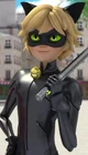 Cat noir