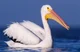 Angry Pelican