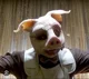 Dc Professor Pyg
