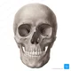 Skeleton academy 