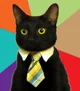 Buisness cat