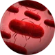 Plague inc Bacteria