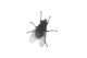 fly
