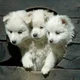 Vof -Cerberus Puppy-
