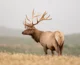 Lone Tule Elk