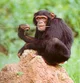 Chimpance