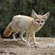 Fennec Fox