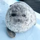 Ponsuke the Seal