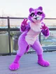Zee the raccoon 