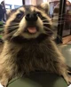 Raccoon