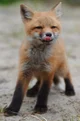 Red fox