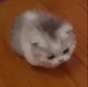 Smol and round cat