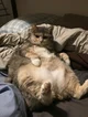 Chubby cat -update-