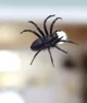 The Spider 
