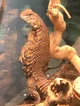 Uromastyx Fiona