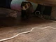 Mischievous ferret