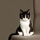 Cat on a chair