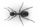 Ant