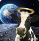 Holy cow