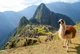 Llama peruana