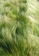 Grass