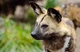 African Wild Dog