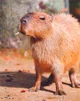 Capybara