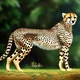 cheetah