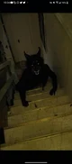 Demon Dog