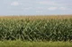 Corn Fields 