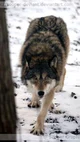 Female Wolf