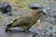 Kea