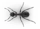 Ant