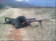 Sniper monkey