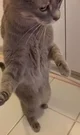 Skinwalker cat