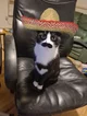 Mexican Cat