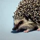 hedgehog simulator