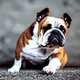 Bulldog