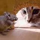 Cat or mouse