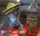 Spanish Cat
